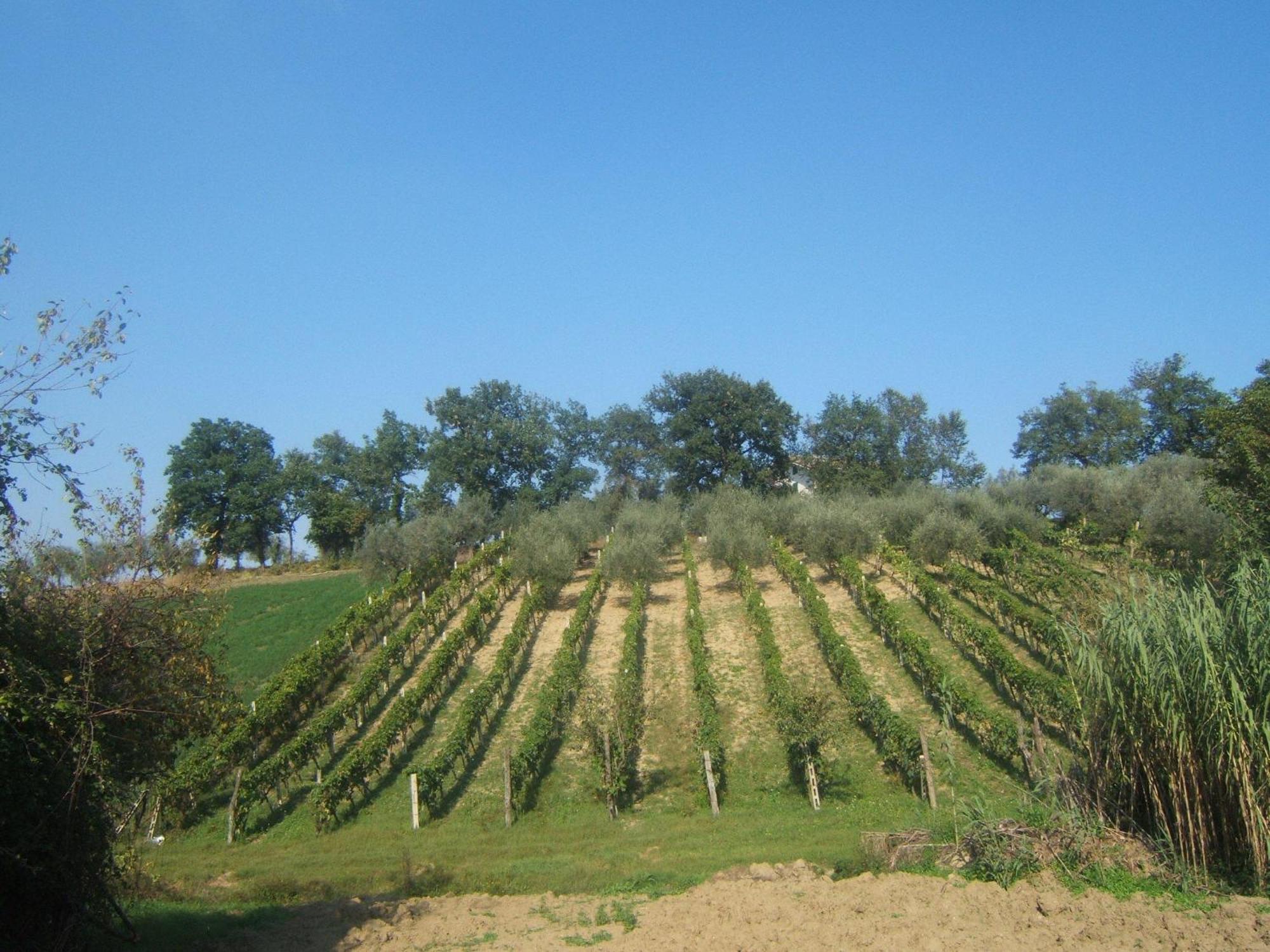 Agriturismo Il Vecchio Carro Campli Ngoại thất bức ảnh